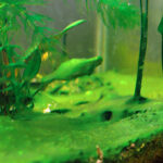 mot-so-loai-reu-hai-trong-ho-thuy-sinh - Cách hạn chế tảo gây hại trong hồ thủy sinh - Aquascape & Planted Tank Guide