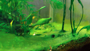 mot-so-loai-reu-hai-trong-ho-thuy-sinh - Cách hạn chế tảo gây hại trong hồ thủy sinh - Aquascape & Planted Tank Guide