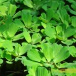 unnamed - Trang trí hồ cá, hồ non bộ bằng Bèo Cái thủy sinh - Aquascape & Planted Tank Guide