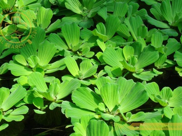 unnamed - Trang trí hồ cá, hồ non bộ bằng Bèo Cái thủy sinh - Aquascape & Planted Tank Guide