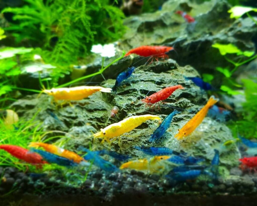 34b79b94fffd67f72dfd243399073173 - Cách setup hồ thủy sinh nuôi tép cảnh cho người mới - Aquascape & Planted Tank Guide