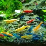 34b79b94fffd67f72dfd243399073173 - Cách setup hồ thủy sinh nuôi tép cảnh cho người mới - Aquascape & Planted Tank Guide