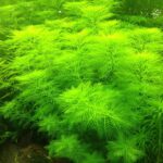 cay-xuong-ca-2 - Cách trồng cây Xương Cá thủy sinh cần lưu ý - Aquascape & Planted Tank Guide