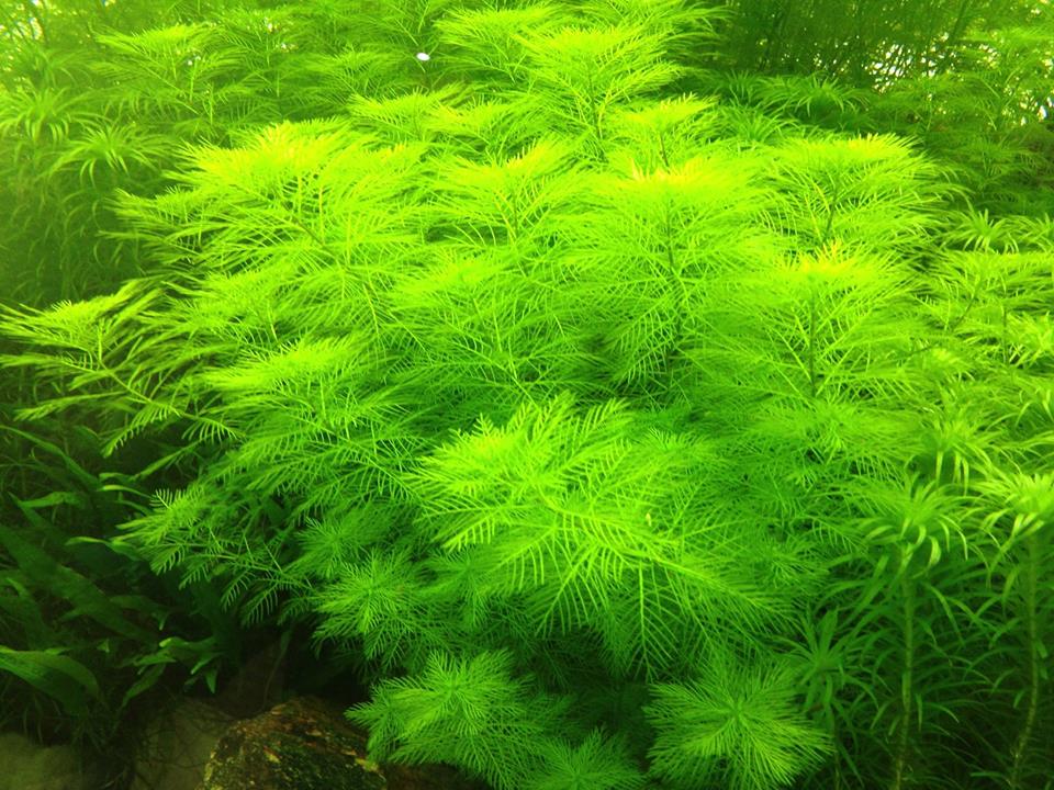 cay-xuong-ca-2 - Cách trồng cây Xương Cá thủy sinh cần lưu ý - Aquascape & Planted Tank Guide