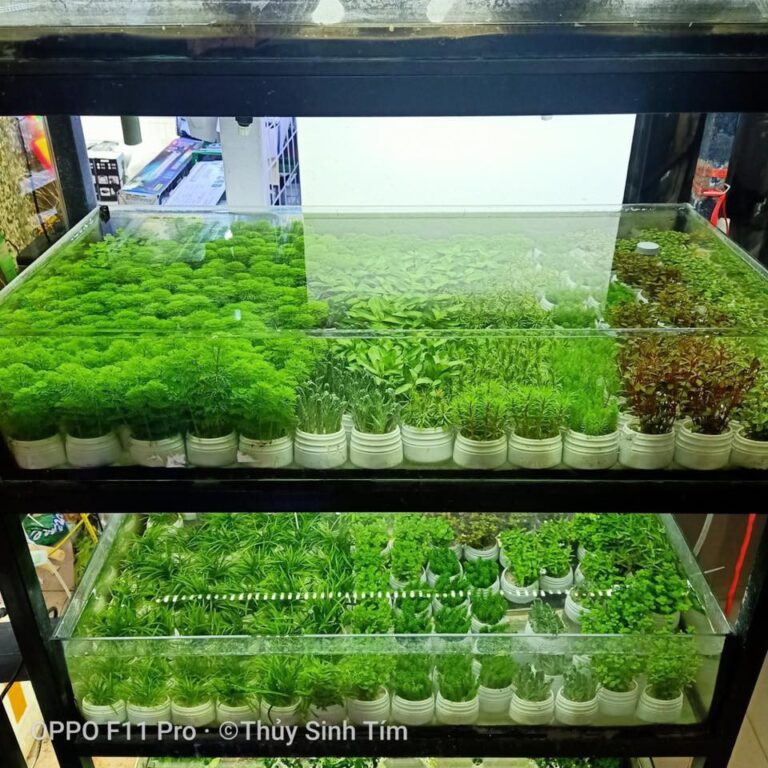 Aquatic Plants for Cutting [LEAVES - Aquatic Plants for Cutting and Planting - Aquascape & Planted Tank Guide