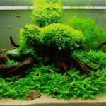 images - Dinh dưỡng cho cây trồng thủy sinh không nên bỏ lỡ - Aquascape & Planted Tank Guide