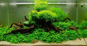 images - Dinh dưỡng cho cây trồng thủy sinh không nên bỏ lỡ - Aquascape & Planted Tank Guide