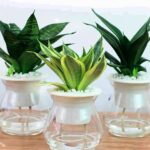 lm - Kỹ thuật trồng và Chăm sóc cây Lưỡi mèo thủy sinh - Aquascape & Planted Tank Guide