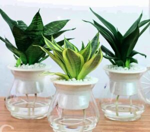 lm - Kỹ thuật trồng và Chăm sóc cây Lưỡi mèo thủy sinh - Aquascape & Planted Tank Guide