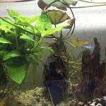 cay-trau-ba - Cách Trồng Cây Trầu Bà Thuỷ Sinh Dễ Dàng - Aquascape & Planted Tank Guide