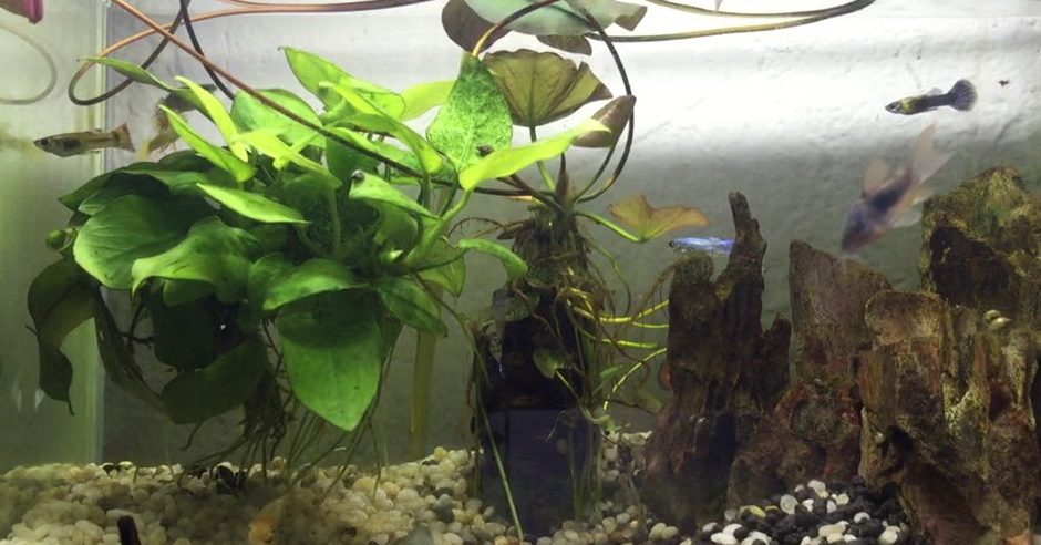 cay-trau-ba - Cách Trồng Cây Trầu Bà Thuỷ Sinh Dễ Dàng - Aquascape & Planted Tank Guide