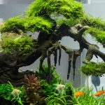 cham-soc-cac-loai-ca-canh - Giúp Bạn Tìm Các Loài Cây Thuỷ Sinh Dễ Trồng, Dễ Sống - Aquascape & Planted Tank Guide