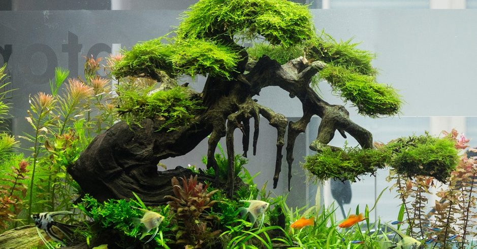 cham-soc-cac-loai-ca-canh - Giúp Bạn Tìm Các Loài Cây Thuỷ Sinh Dễ Trồng, Dễ Sống - Aquascape & Planted Tank Guide