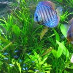 cham-soc-cac-loai-ca-canh - Mách bạn kỹ thuật nuôi và chăm sóc các loài cá cảnh - Aquascape & Planted Tank Guide