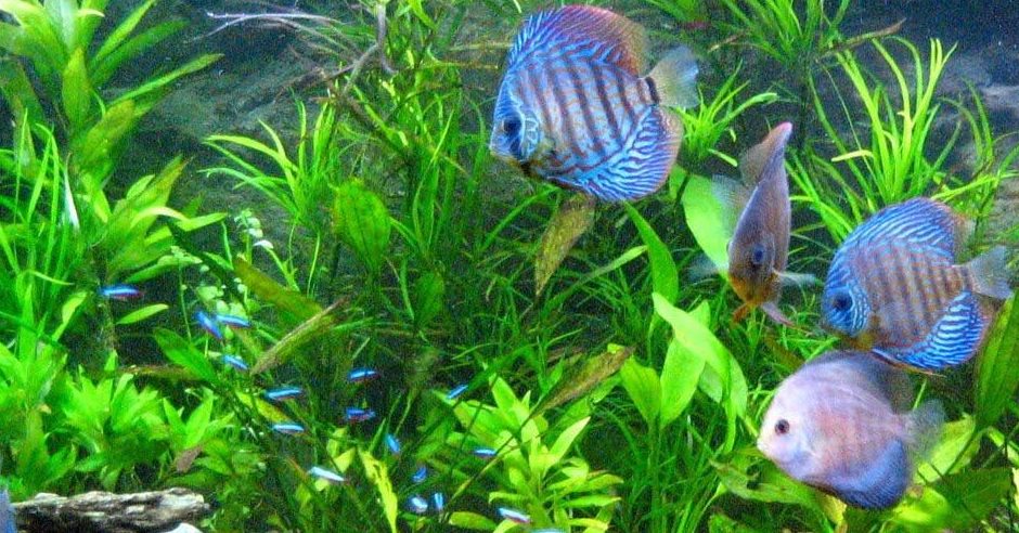 cham-soc-cac-loai-ca-canh - Mách bạn kỹ thuật nuôi và chăm sóc các loài cá cảnh - Aquascape & Planted Tank Guide