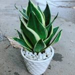 Chậu Lưỡi Hổ Thái Búp Sen - Cây lưỡi hỗ - Aquascape & Planted Tank Guide