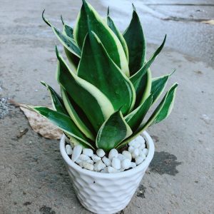 Chậu Lưỡi Hổ Thái Búp Sen - Cây lưỡi hỗ - Aquascape & Planted Tank Guide