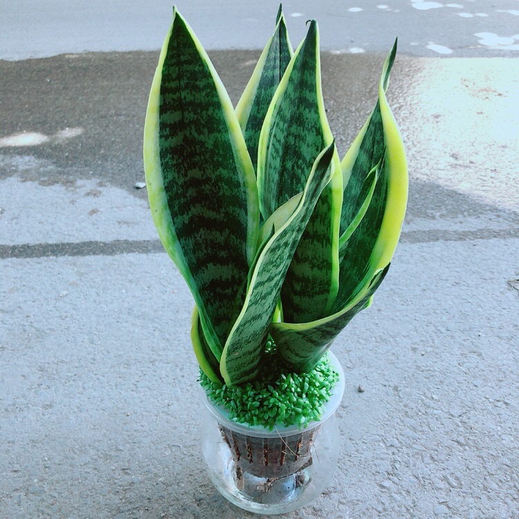 Chậu Lưỡi Hổ Thuỷ Sinh - Cây Lưỡi hổ thuỷ sinh - Aquascape & Planted Tank Guide
