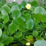 hoa-thuy-quynh - Khám Phá Các Đặc Điểm Nổi Bật Của Loài Hoa Thủy Quỳnh - Aquascape & Planted Tank Guide