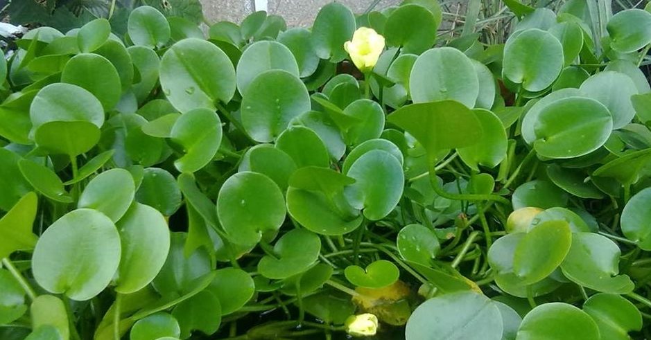 hoa-thuy-quynh - Khám Phá Các Đặc Điểm Nổi Bật Của Loài Hoa Thủy Quỳnh - Aquascape & Planted Tank Guide