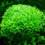 Riccia moss 100g - Aquascape & Planted Tank Guide