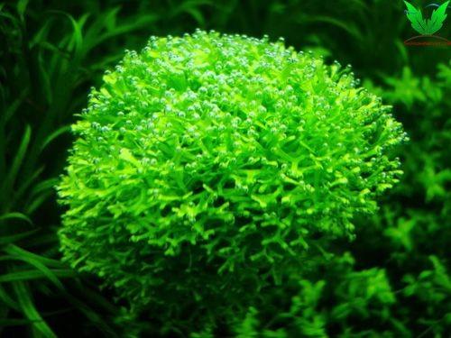 Rêu ricca 100g - Cây thủy sinh Rêu Riccia - Aquascape & Planted Tank Guide