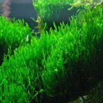 Flame Moss: Fire Moss 1 tray 8x8cm - Aquascape & Planted Tank Guide