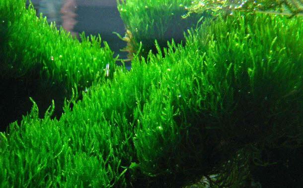 Flame Moss: Fire Moss 1 tray 8x8cm - Aquascape & Planted Tank Guide