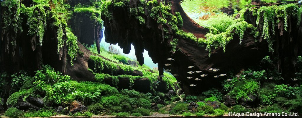 1 - TOP 100 IAPLC 2020 - Aquascape & Planted Tank Guide