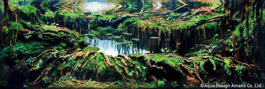 10 - TOP 100 IAPLC 2020 - Aquascape & Planted Tank Guide