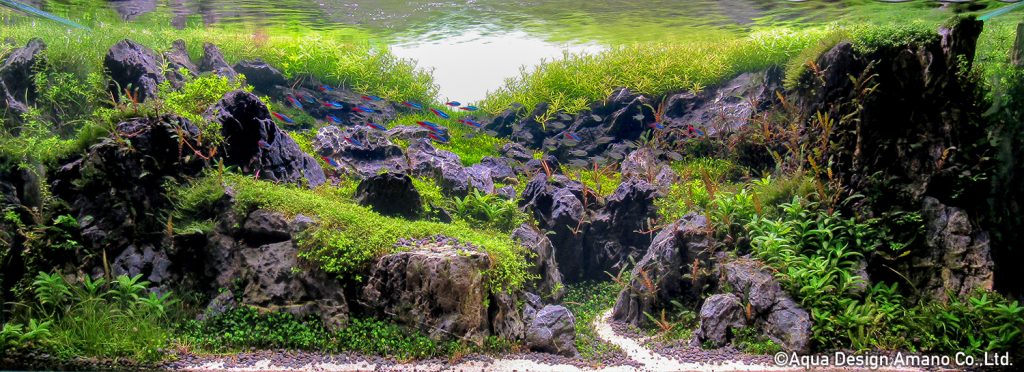 100 - TOP 100 IAPLC 2020 - Aquascape & Planted Tank Guide