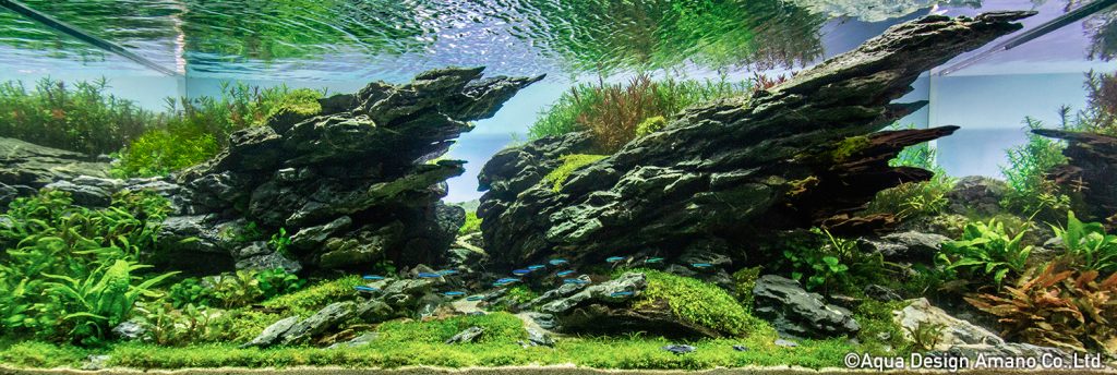 11 - TOP 100 IAPLC 2020 - Aquascape & Planted Tank Guide