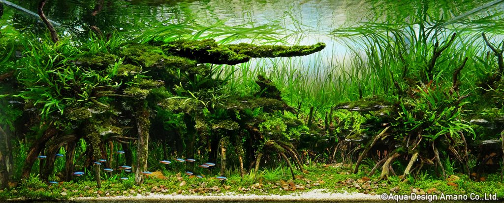 12 - TOP 100 IAPLC 2020 - Aquascape & Planted Tank Guide