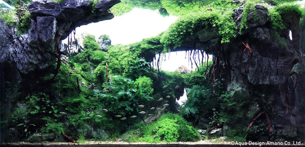 13 - TOP 100 IAPLC 2020 - Aquascape & Planted Tank Guide