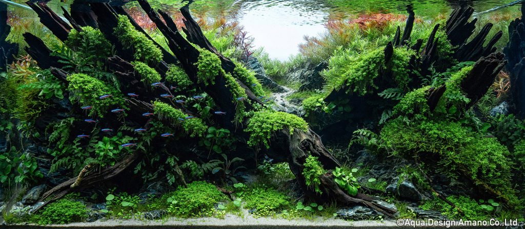 14 - TOP 100 IAPLC 2020 - Aquascape & Planted Tank Guide