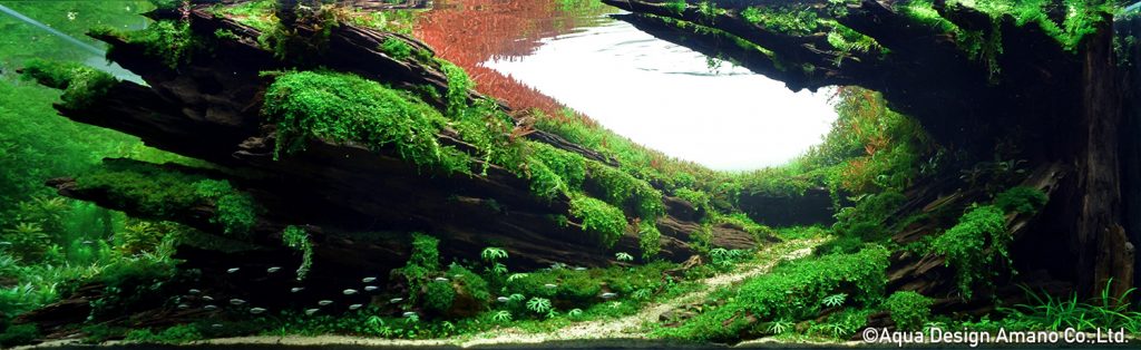 15 - TOP 100 IAPLC 2020 - Aquascape & Planted Tank Guide