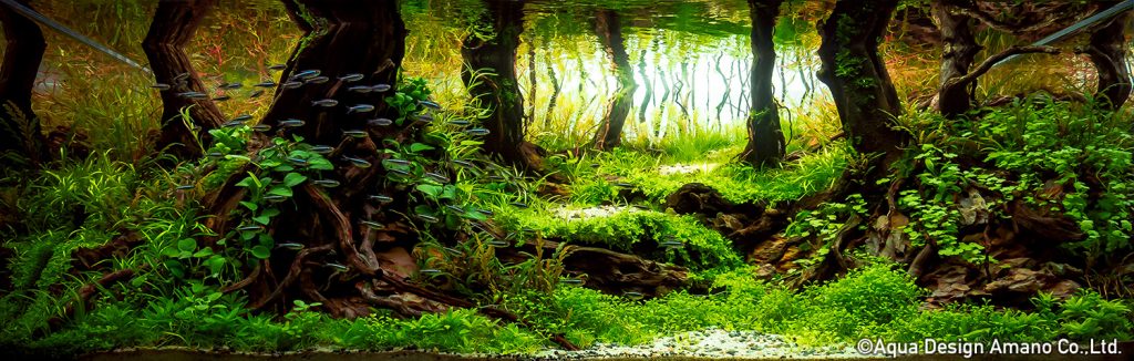 16 - TOP 100 IAPLC 2020 - Aquascape & Planted Tank Guide