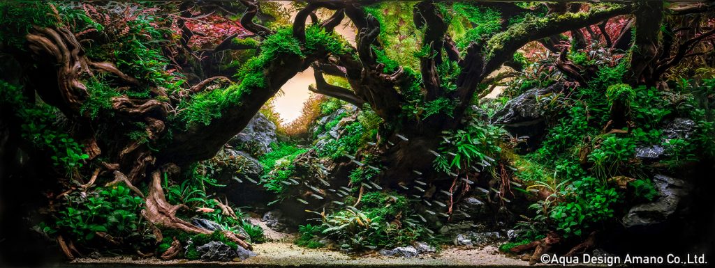 17 - TOP 100 IAPLC 2020 - Aquascape & Planted Tank Guide