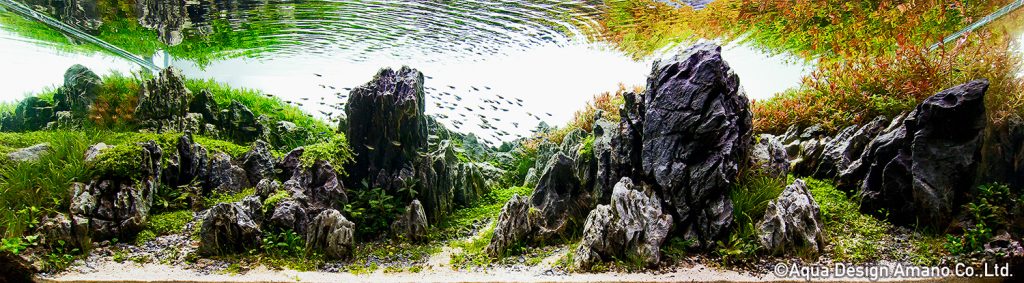 18 - TOP 100 IAPLC 2020 - Aquascape & Planted Tank Guide