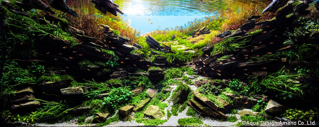 19 - TOP 100 IAPLC 2020 - Aquascape & Planted Tank Guide