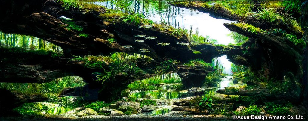 2 - TOP 100 IAPLC 2020 - Aquascape & Planted Tank Guide