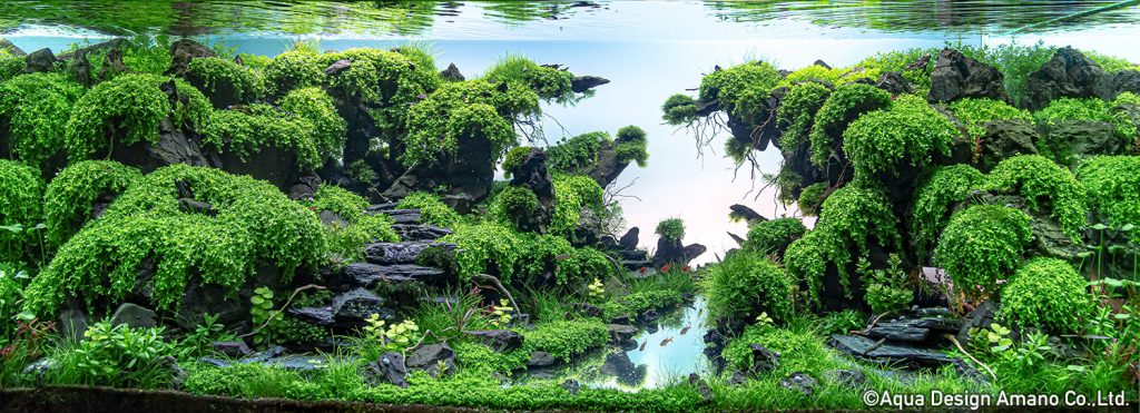 20 - TOP 100 IAPLC 2020 - Aquascape & Planted Tank Guide