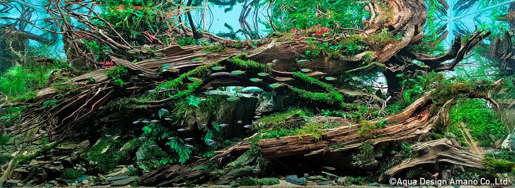 21 - TOP 100 IAPLC 2020 - Aquascape & Planted Tank Guide