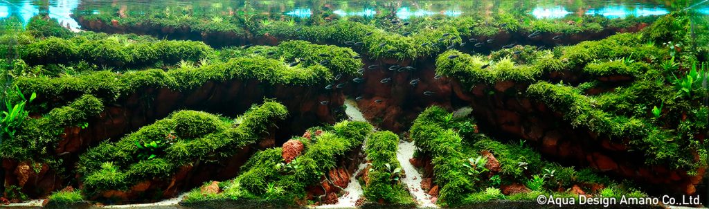 22 - TOP 100 IAPLC 2020 - Aquascape & Planted Tank Guide