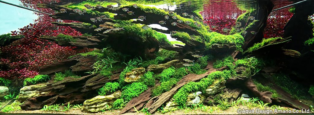 23 - TOP 100 IAPLC 2020 - Aquascape & Planted Tank Guide