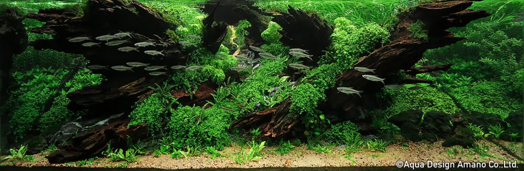 24 - TOP 100 IAPLC 2020 - Aquascape & Planted Tank Guide