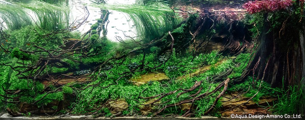 25 - TOP 100 IAPLC 2020 - Aquascape & Planted Tank Guide