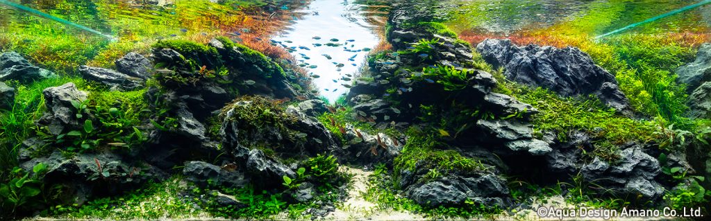 26 - TOP 100 IAPLC 2020 - Aquascape & Planted Tank Guide