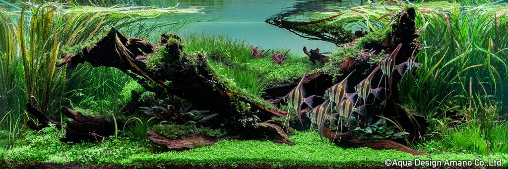 27 - TOP 100 IAPLC 2020 - Aquascape & Planted Tank Guide