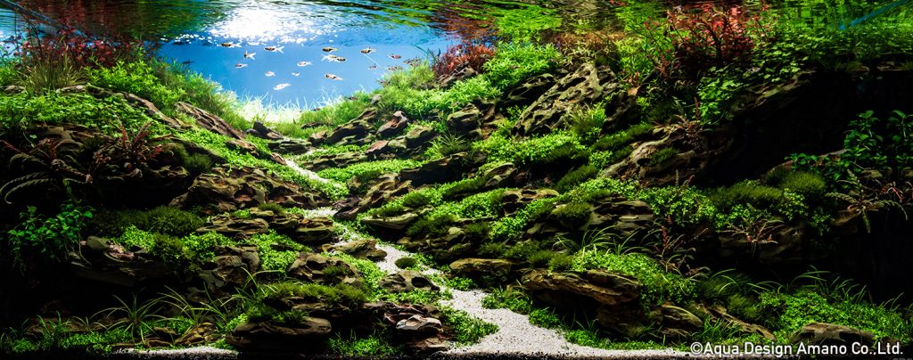 28 - TOP 100 IAPLC 2020 - Aquascape & Planted Tank Guide